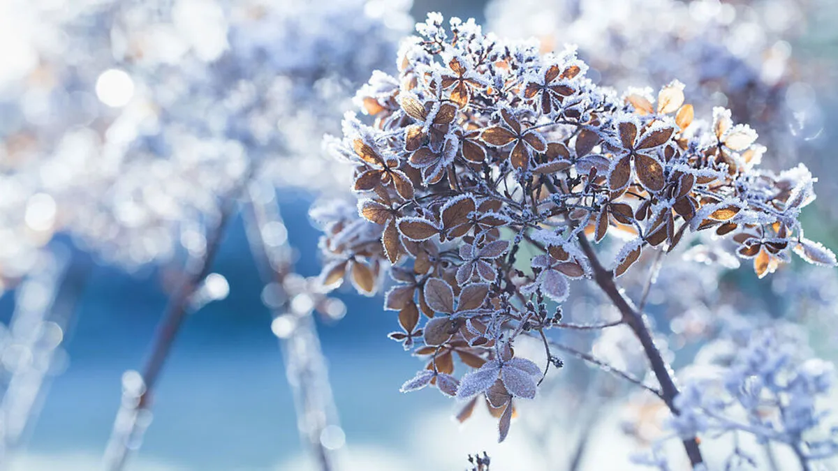 Wer seine Hortensien nicht schneidet, erntet Eisblumen
