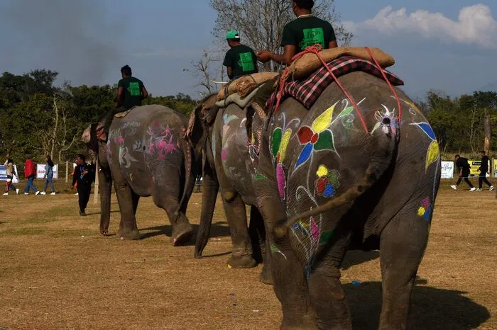 Ein Video zeigt schockierenden Elefantenmissbrauch - aufgenommen auf eben diesem nepalesischen Chitwan-Elefantenfestival. 