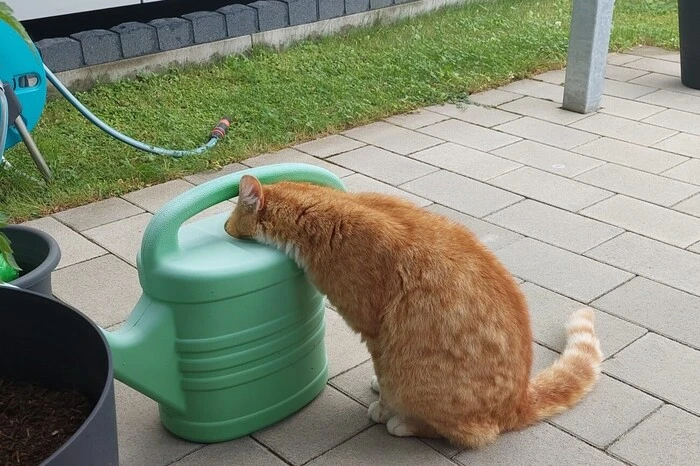 Der Wassernapf ist zwar frisch aufgefüllt, Kater Baghira nimmt in Pruggern trotzdem lieber einen Schluck aus der Gießkanne