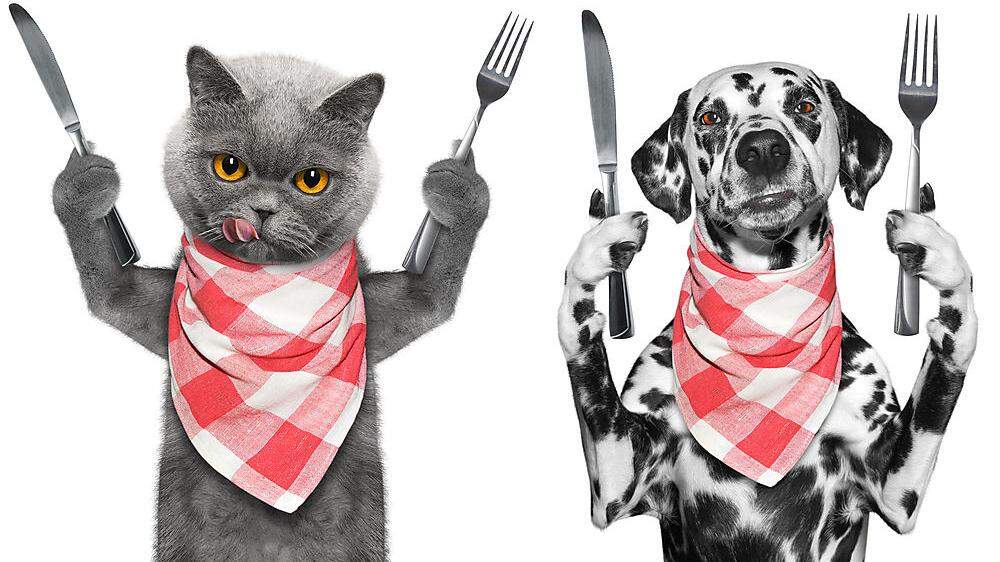 Tierische Ernährungstipps für Hund und Katze