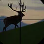 Ein Unbekannter hat nachts in Weißenstein auf einen Hirsch geschossen. Das Tier starb (Symbolfoto)