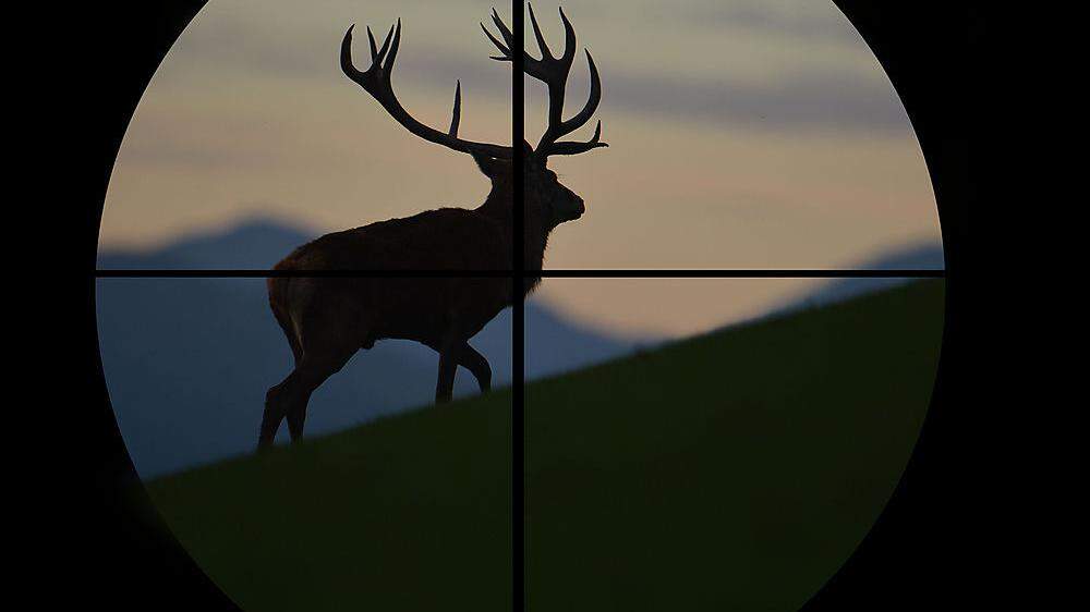 Ein Unbekannter hat nachts in Weißenstein auf einen Hirsch geschossen. Das Tier starb (Symbolfoto)