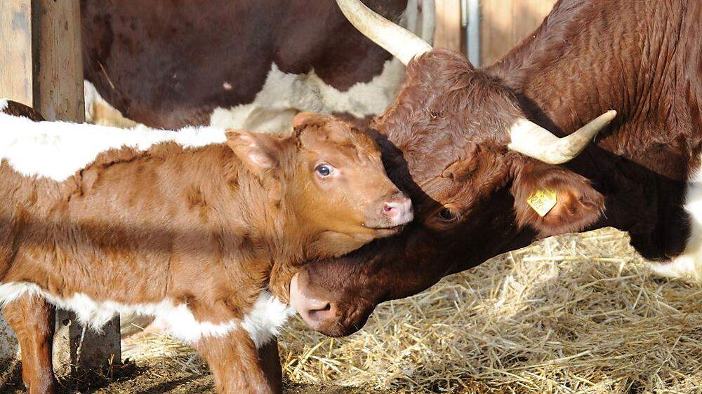 Erster Kärntner Landestierschutzpreis für Nutztiere: Drei Betriebe wurden für ihre vorbildliche Tierhaltung ausgezeichnet (Symbolfoto)
