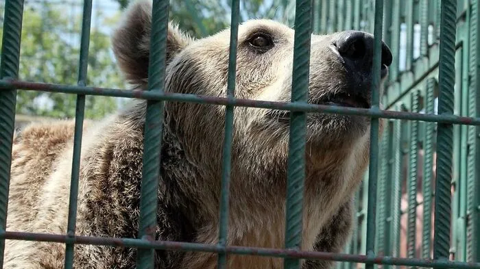 Die Qualen konnten nun spät, aber doch beendet werden: "Suzana" und "Bruno" sind gerettet 