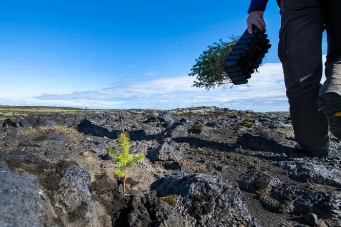 Das harsche Klima und die aktiven Vulkane, die den Boden immer wieder mit Lava und Asche bedecken, machen das Unterfangen schwierig.