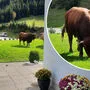 Ein 800-Kilo-Stier als ungebetener Gast im Garten macht einem Übelbacher schwer zu schaffen
