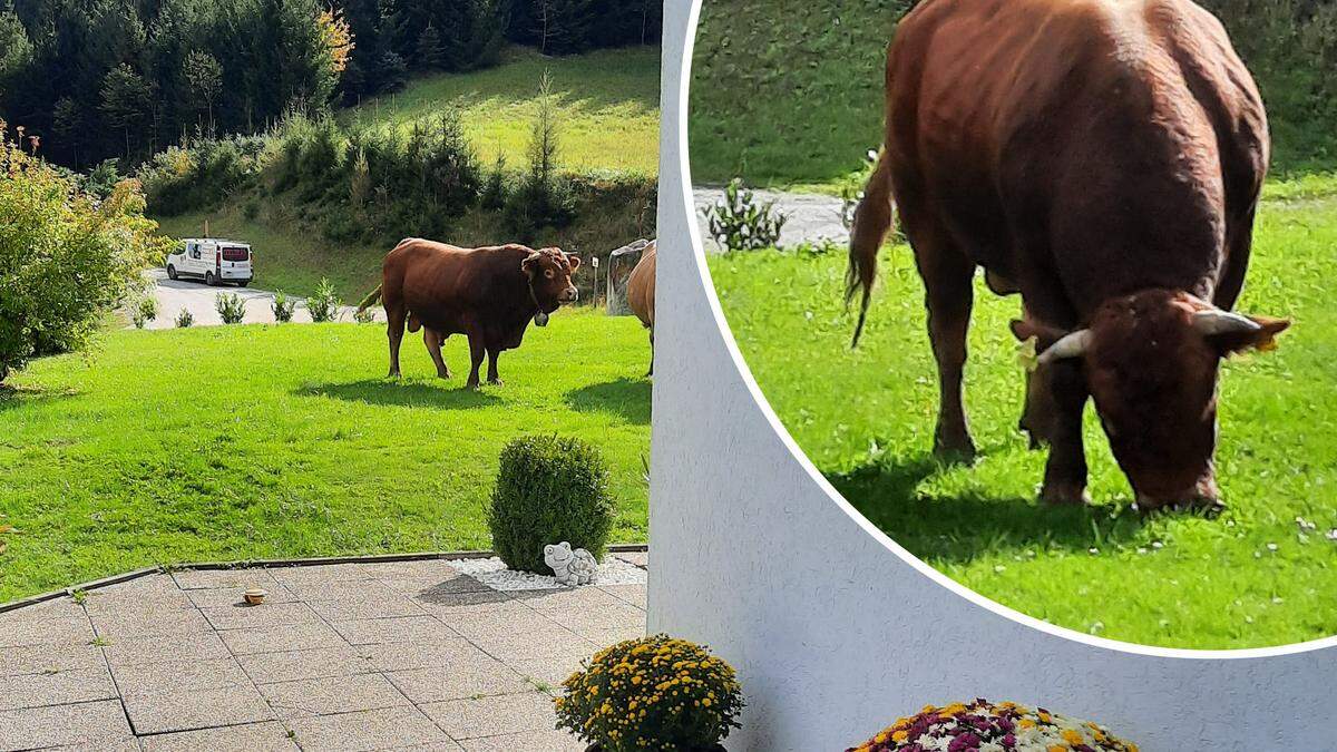 Ein 800-Kilo-Stier als ungebetener Gast im Garten macht einem Übelbacher schwer zu schaffen