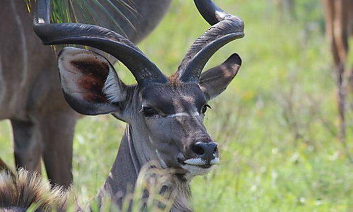 Kudus gehören zu den größten Antilopen Afrikas