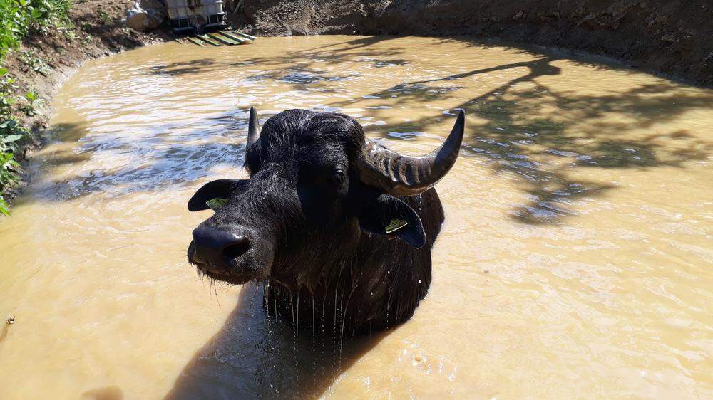 Büffel aus der obersteirischen Zucht Zettler sollen bald in der Kainach baden