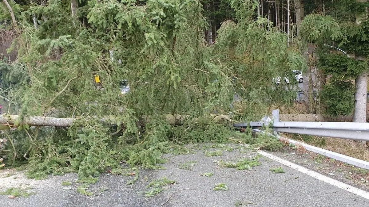 Der Baum über die L458 in Strallegg