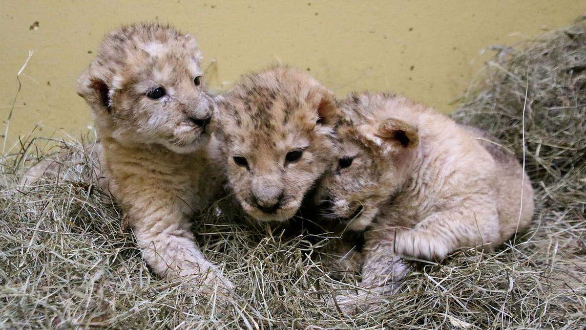 Spartacus, Maximus und Tiberius  im Alter von 20 Tagen