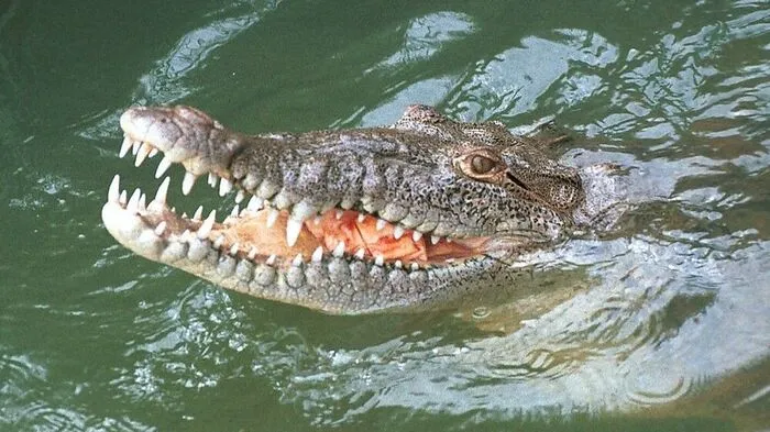 Das ist ein echtes Krokodil...