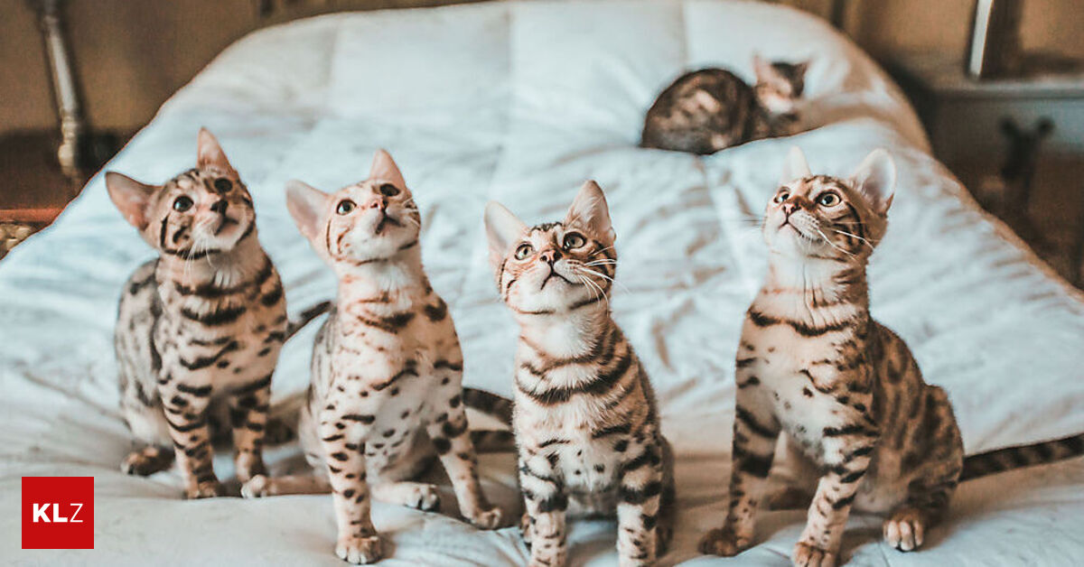 Laut einer Haustier-Studie: Katzen können auf ihren Namen hören