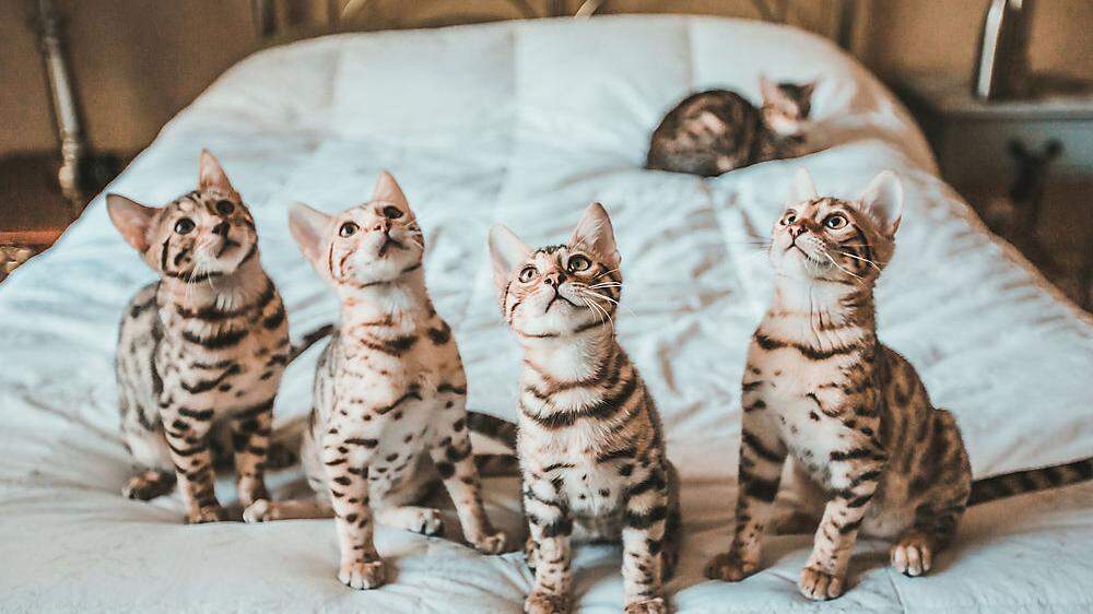 Jetzt bekommen Katzenbesitzer endlich ihre Bestätigung: Hauskatzen können tatsächlich ihren Namen heraushören