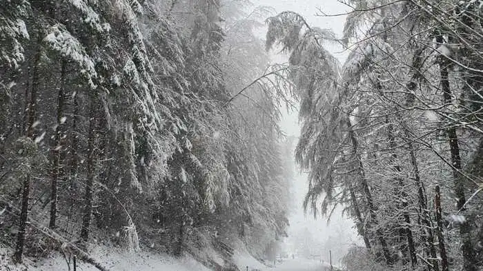 Der Schnee im Bezirk Murau sorgt am 13. November für umgestürzte Bäume.