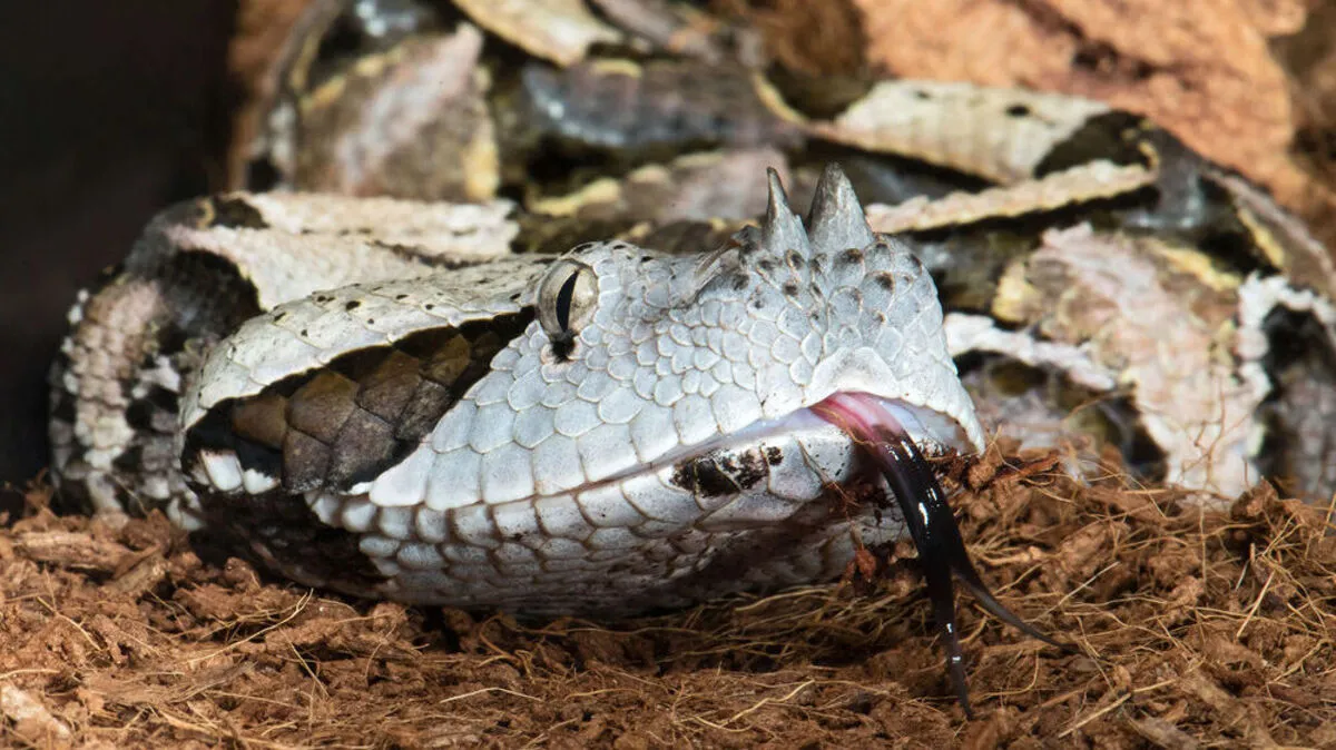 Westliche Gabunviper