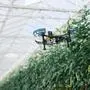 Plug-and-play: Eine Drohne fliegt autonom und filmt eine Reihe Tomaten in einem Gewächshaus | Plug-and-play: Die Drohnen fliegen autonom und filmen 