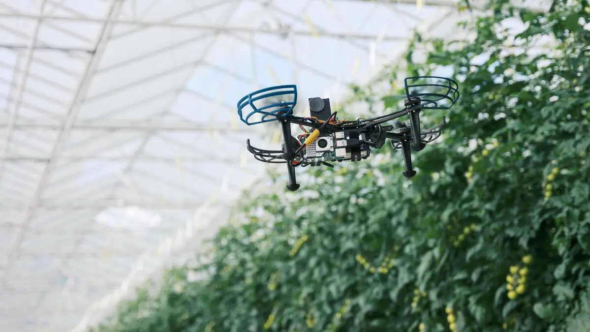 Plug-and-play: Eine Drohne fliegt autonom und filmt eine Reihe Tomaten in einem Gewächshaus | Plug-and-play: Die Drohnen fliegen autonom und filmen 