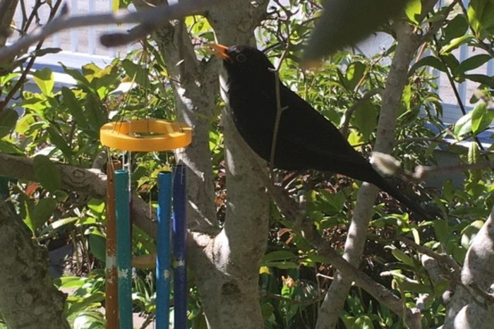 "Den ganzen Nachmittag hat die Amsel mit dem Windspiel um die Wette gesungen", freut sich Michaela Graßhoff aus Fohnsdorf.