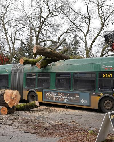 In Seattle stürzte ein Baum auf einen Bus