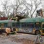 In Seattle stürzte ein Baum auf einen Bus