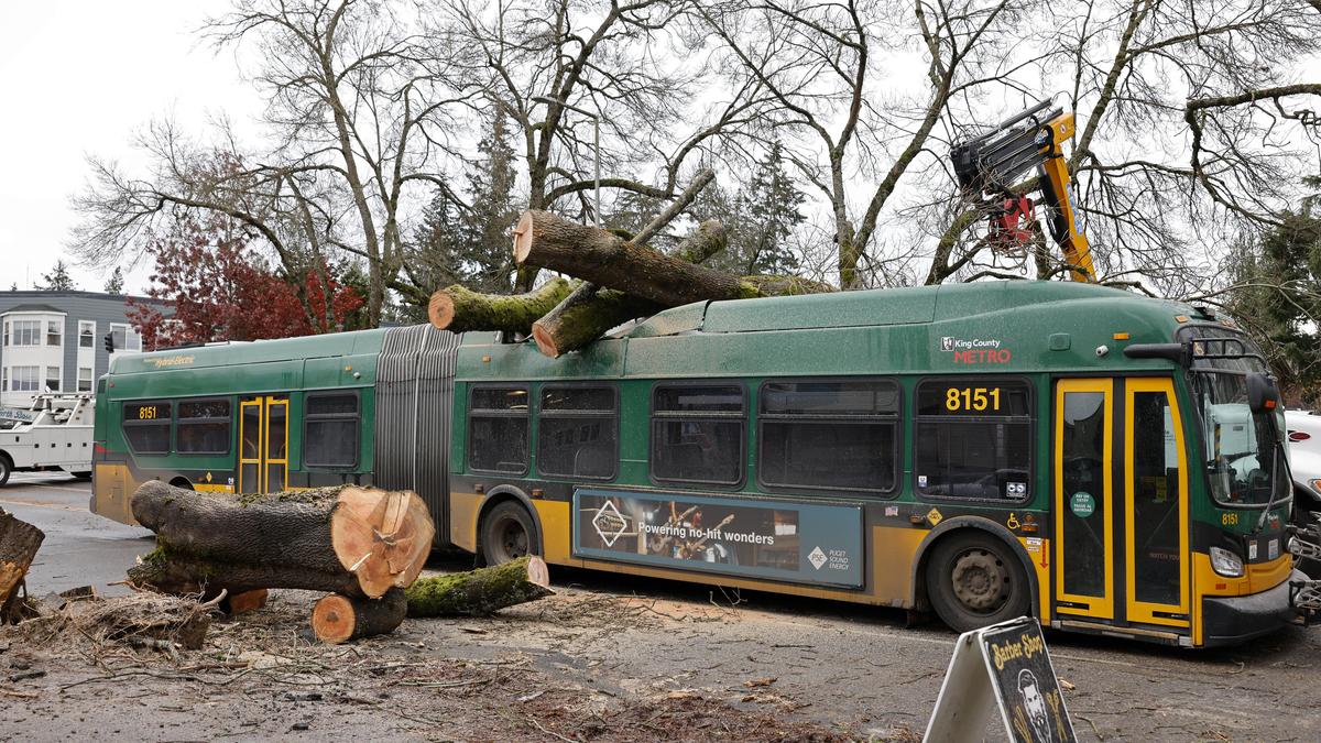 In Seattle stürzte ein Baum auf einen Bus