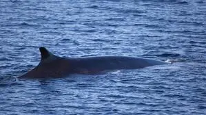 Finnwale werden bis zu 24 Meter groß und 70 Tonnen schwer