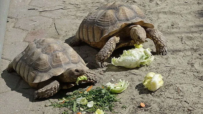 Schildkröten halten Winterstarre
