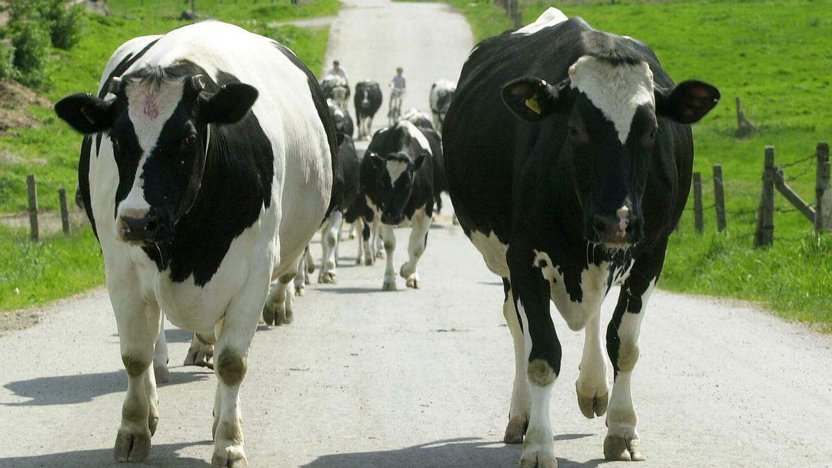 Kühe stehen im Visier politischer Maßnahmen