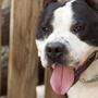 American Staffordshire Terrier schluckte den Köder