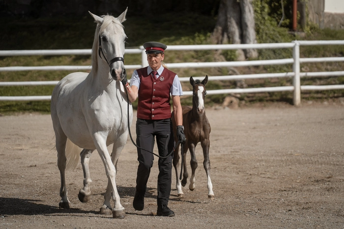 Das Fohlenerlebnis gehört zu den Highlights in Piber | Auch weitere besondere Veranstaltungen ziehen das ganze Jahr über Besucher an