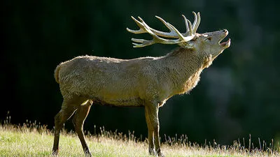 Wildtiere, wie etwa Hirsche, sollen durch das Projekt geschützt werden 