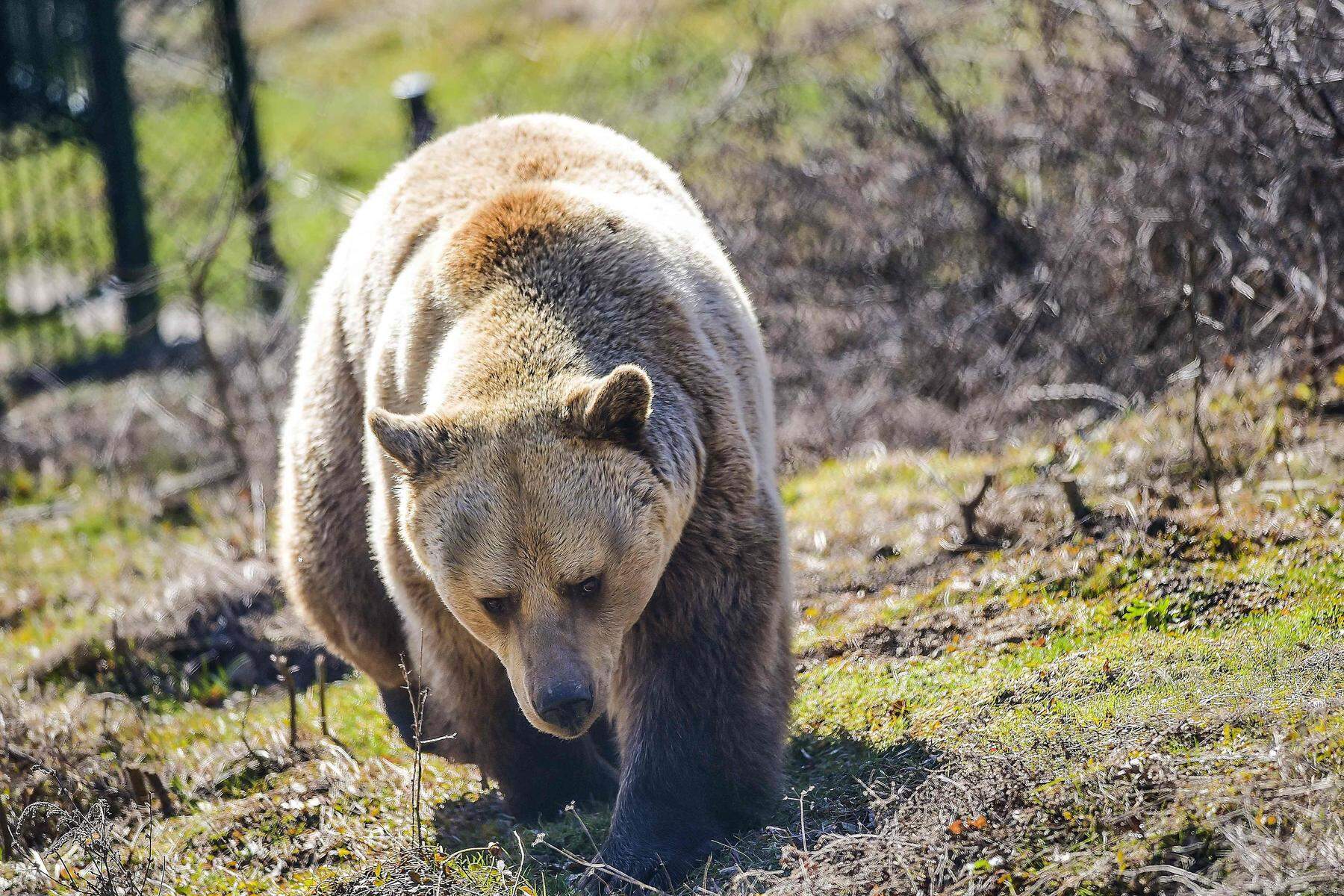 Beim Spazieren: Bär griff in Norditalien einen Touristen an und verletzte ihn