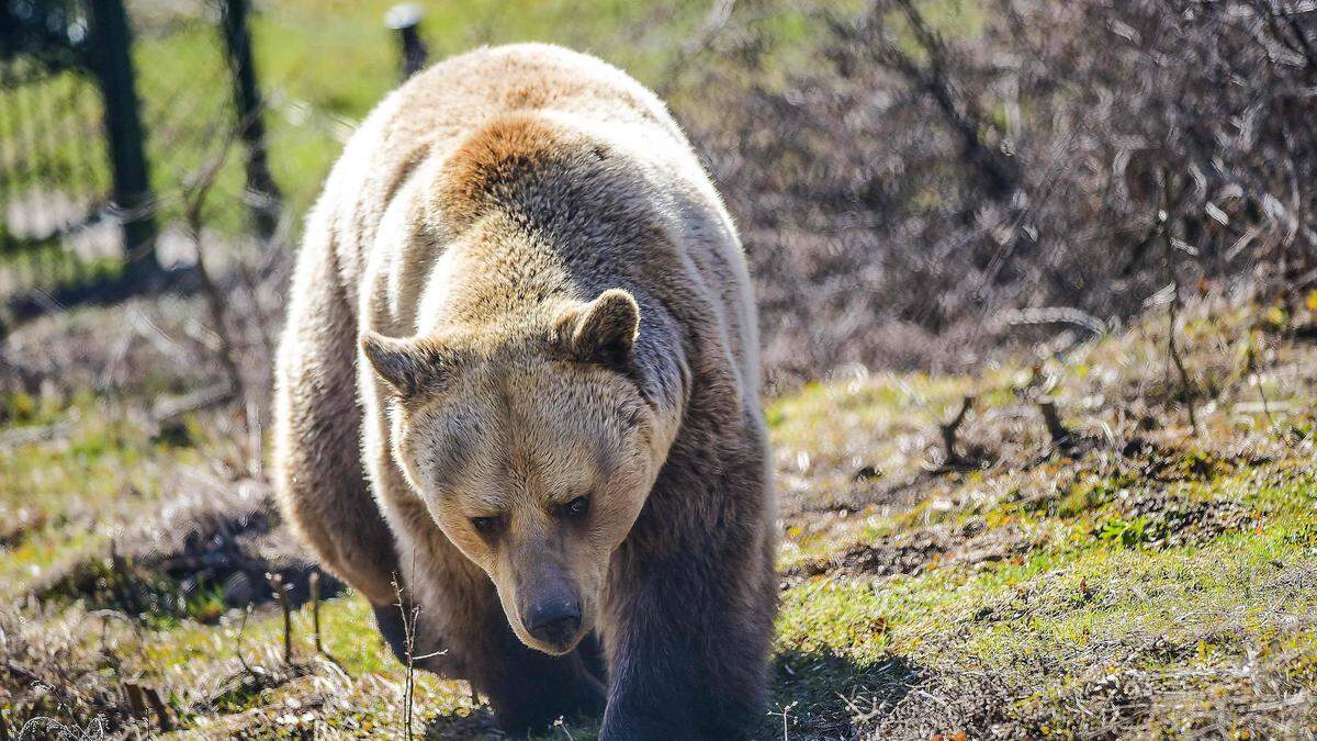 Im Vorjahr tötete ein Bär einen Jogger