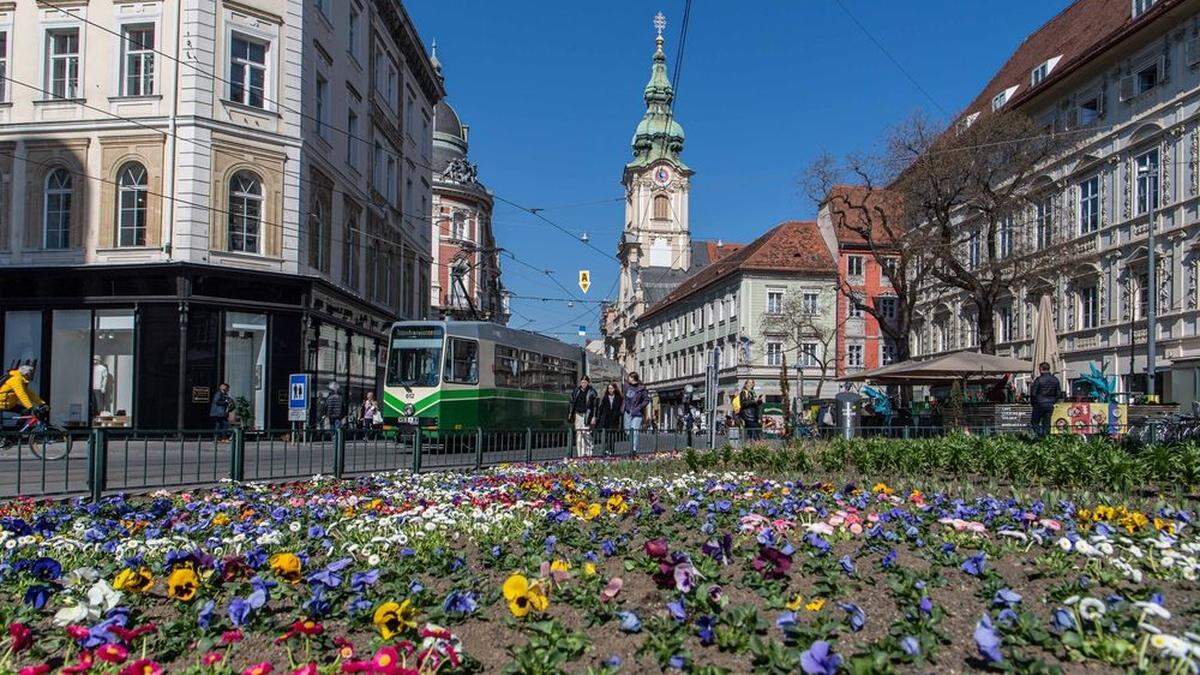 Das größte Blumenbeet der Stadt am Eisernen Tor wurde bereits bepflanzt