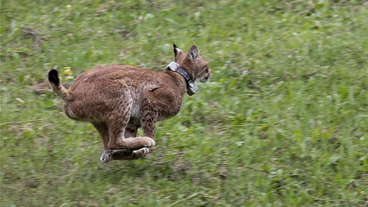 „Jago“ bei seiner Auswilderung 