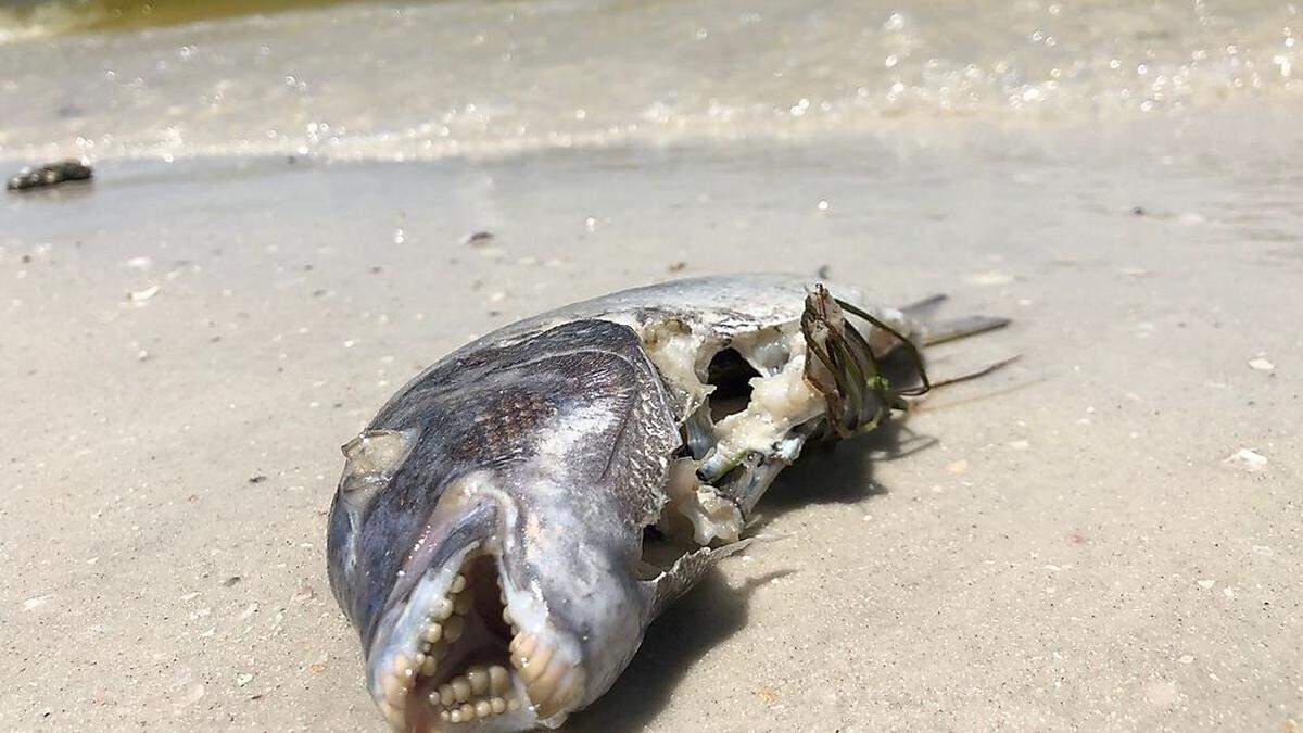 Wochen sterben dort massenhaft Delfine, Meeresschildkröten, Fische und andere Meereslebewesen 