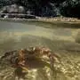 Die Flusskrabben kehren nach 