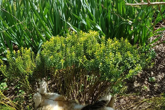Katze "Mau" von Angelika Lenz-Waldbauer aus Deutschlandsberg hat sich "doch ein wenig geirrt - Ostern ist erst in ein paar Wochen"