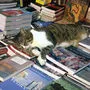 Das Maskottchen der bekannten Venediger Buchhandlung "Acqua Alta" ist entschlafen