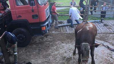 Stier wurde aus der Jauchengrube gerettet