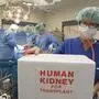 In einem OP steht eine Transportbox für Organe | Einem Organspender wurde eine Niere entfernt. Davon wird ein anderer Patient profitieren