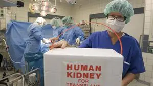 In einem OP steht eine Transportbox für Organe | Einem Organspender wurde eine Niere entfernt. Davon wird ein anderer Patient profitieren