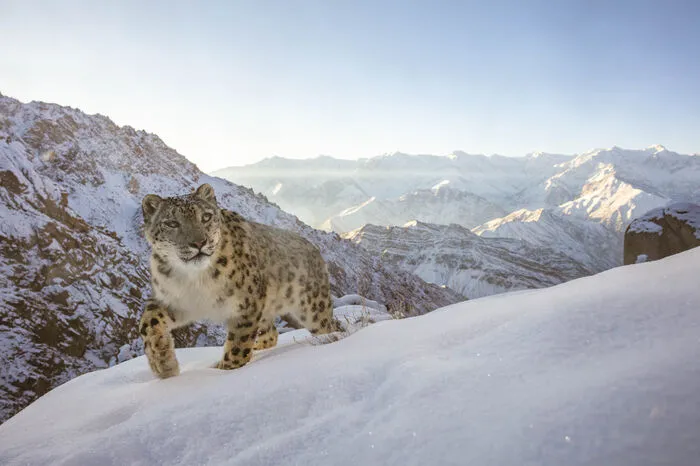 In eine Fotofalle von Sascha Fonseca (Vereinigte Arabische Emirate) tappte dieser Schneeleopard im Himalaya-Gebiet in der nordindischen Region Ladakh. Bilder der überaus scheuen Großkatze im angestammten Revier – dem zentralasiatischen Hochgebirge – sind fast ein Ding der Unmöglichkeit.