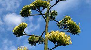 Die Blüten der Agave – eine biologische Seltenheit