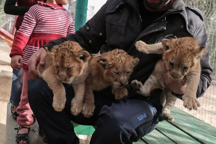 Er brauche täglich mindestens 1.000 bis 1.500 Schekel (240 bis 360 Euro), um die restlichen Tiere im Zoo zu ernähren.
