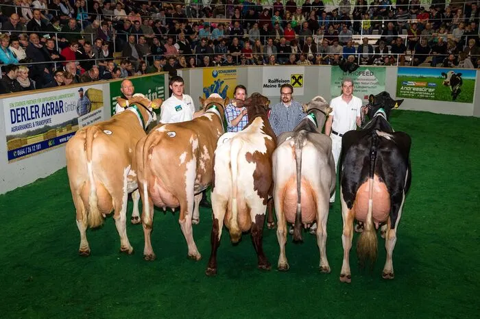 ... wie die besten Kühe des Landes. Die große Versteigerungshalle wird dabei zur "Showbühne".