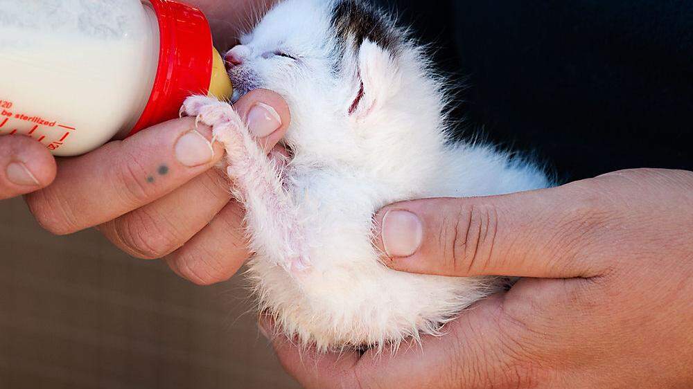 Verwaistes Katzenbaby am Tierschutzhof Pfotenhilfe, das mit der Flasche aufgezogen werden muss
