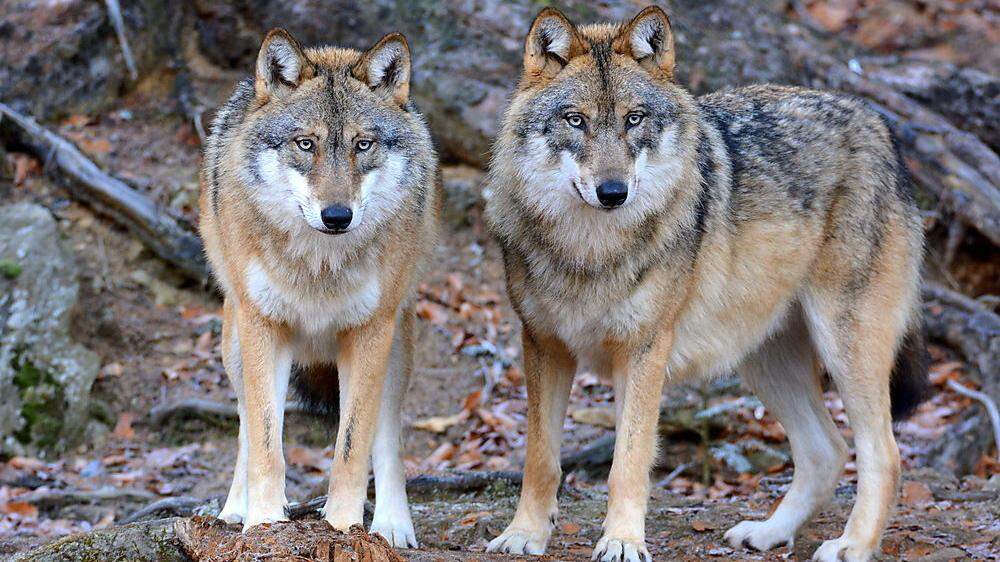 Wölfe stellen die größte Herausforderung für die Verantwortlichen des Vereines Österreichzentrum Bär, Wolf, Luchs dar	 
