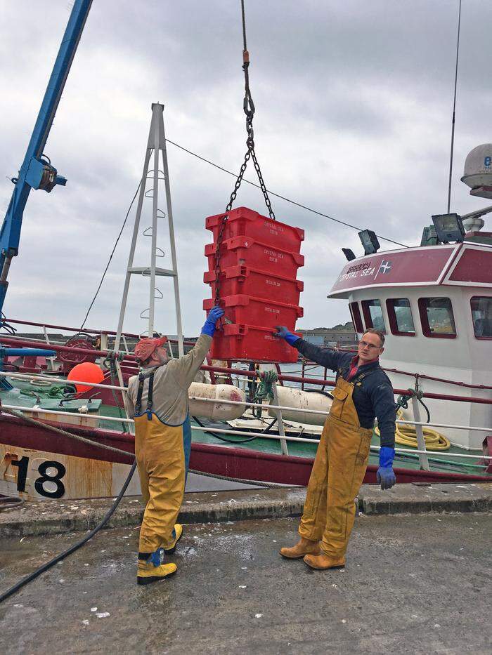 Der politisch interessierte Fischer Dave Stevens bei seinem Broterwerb im Hafen von Newlyn